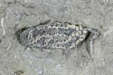Crinoid (Goniocrinus) Fossil - Crawfordsville, Indiana #94464-2